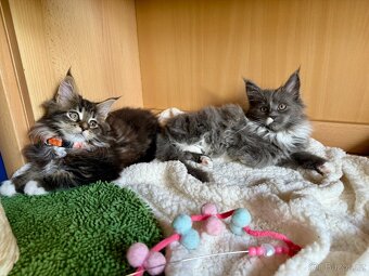 Mainská mývalí koťata - MCO - 5