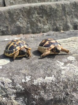 suchozemská želva zelenavá a vroubená, terárium - 5