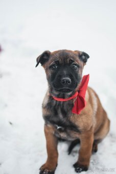 Šteniatka belgický ovčiak s PP - 5