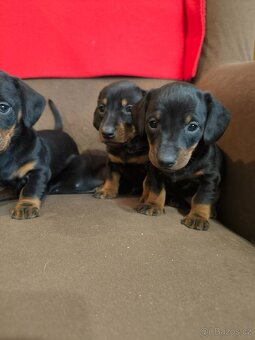 Jezevcik krátkosrtsty - 5