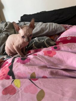 Kanadský sphynx - 5