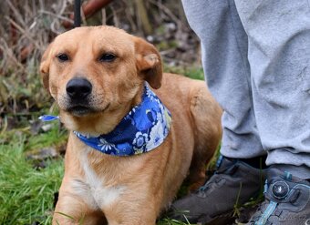 CHULIO K ADOPCI - 1 ROK, UMAZLENÝ, HODNÝ, VHODNÝ K DĚTEM - 5