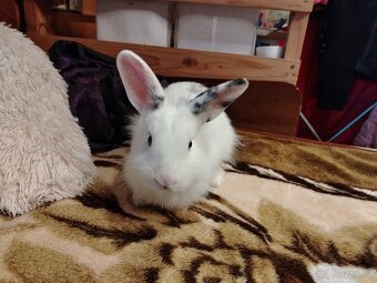 Zakrslý kralík,  králíček - 5