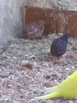 KŘEPELKA ČÍNSKÁ - 5