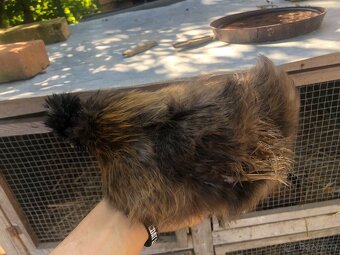 Kuřata hedvábničky zdrobnělé vousaté - 5