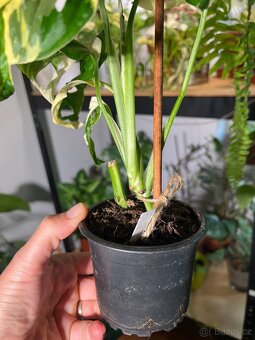 Monstera Adansonii Variegata (tricolour) - 5