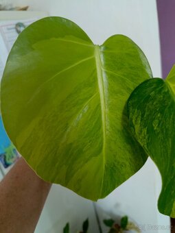 Monstera aurea - 5