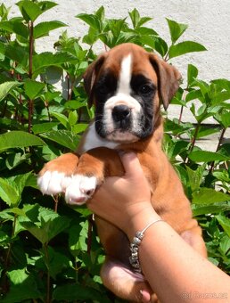 Německý boxer - 5