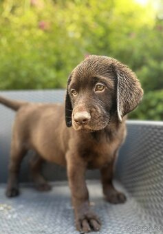štěňata labrador a hnědá Fenka – připravena k odběru - 5