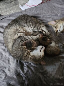 Koťata, kočky a kocouři - 5