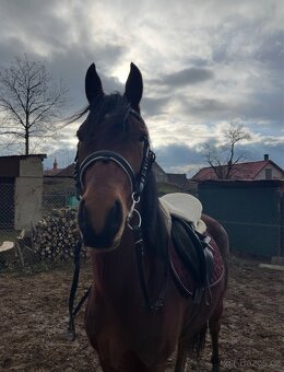 Český sportovní pony - 5