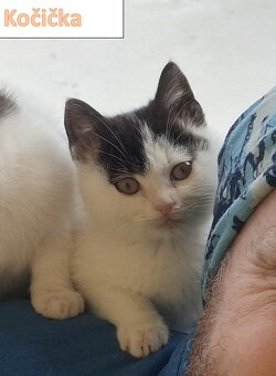 Darujeme koťátko - 5