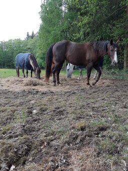 Chovná klisna AQH - 5