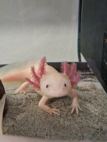 Axolotl mexický - 5