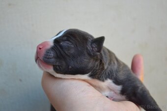 American bully - 5