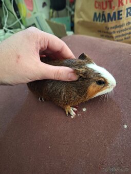 Mláďata morčat samci - 5