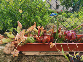 Masožravé rostliny Saracenie - 5