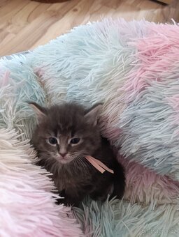 Mainská mývalí bez PP - 5