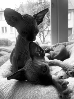 Sphynx - 5