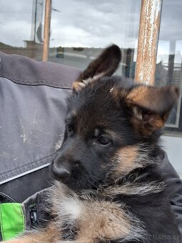 Německý ovčák - 5