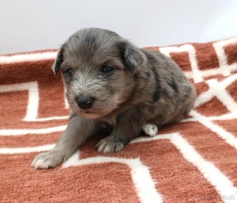 Pyrenejský ovčák s PP - štěňátka - 5