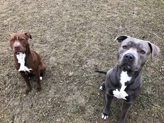 Krytí Americký stafordširský teriér - 5