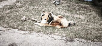 Kolie dlouhosrstá - 5