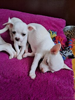 Krátkosrstá Čivava - 5