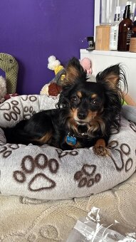 pražský krysařík-nabízím krytí - 5