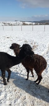 Lama alpaka - 5