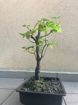 Bonsai, Bonsaj, jamadori, javor mléč - 5