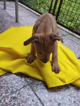 Americký pitbullteriér štěně - 5