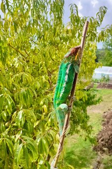 Chameleon pardálí nosy be, terárium - 5