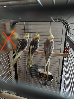 Korela letošní - 5