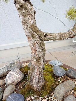 Borovice lesní (Pinus sylvestris) bonsai - 5