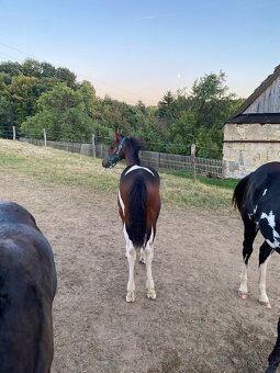 Nabízím klisnu Barock Pinto - 5