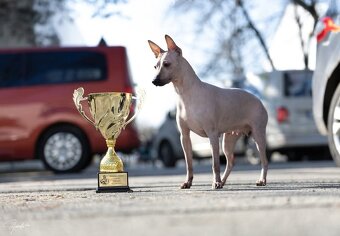 Americký bezsrstý teriér - 5