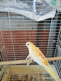 Papoušek zpěvavý oranž- rubino 0.1 - 5