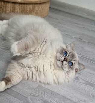 Ragdoll koťátko, holčička blue mitted s PP - 5
