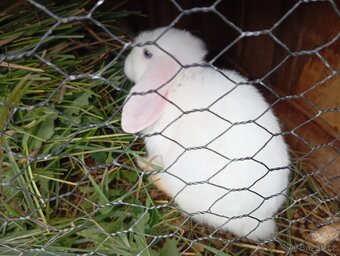 Králíčci beránci - 5