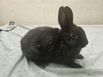 Zakrslý králíček - 5