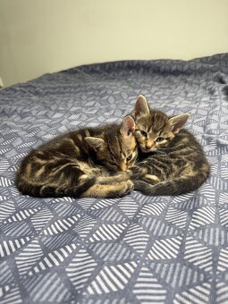 Daruji koťátka - 5