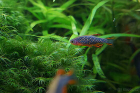 Dánio perlové - Razbora galaxy - 5