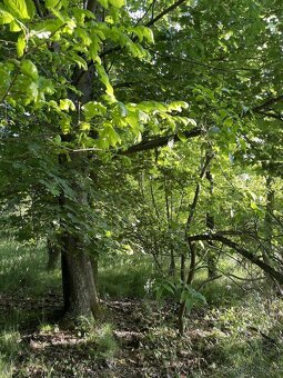 Prodám lesní pozemek v k.ú. Oplot - 5