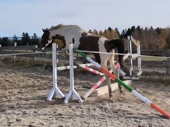Tříletý valach CS po Heartvit ZH - 5