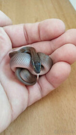 Užovka domácí - 5