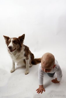 FOTOGRAFOVÁNÍ domácích mazlíčků - 5