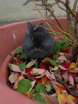 Zakrslý králíček - 5