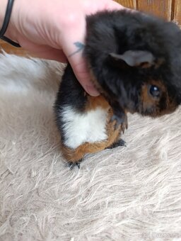 Morče US Teddy / samička / morčátko - 5