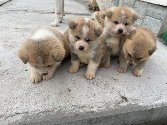 Šteňátka Akita Inu - 5